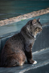 cat on the rocks