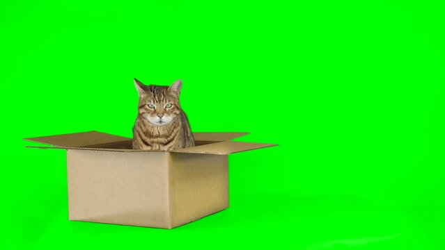 Bengal cat gets out of cardboard box on green screen isolated with chroma key