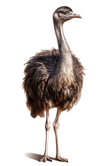 A Ostrich isolated on transparent background - Generative AI 