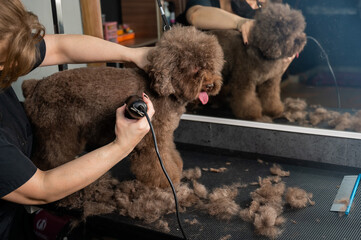 A woman trims a brown curly dog with an electric razor in a grooming salon. Poodle and lapdog mix.