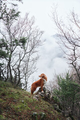 Red dog in a foggy forest. Nova Scotia duck tolling retriever in nature. Hiking with a pet. forest fairy tale