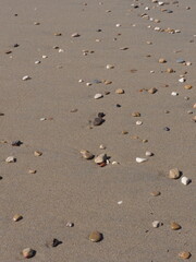 Fototapeta na wymiar Chinas sobre la fina arena de la playa