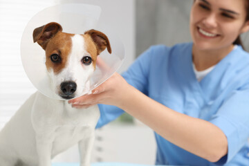 Veterinarian putting medical plastic collar on Jack Russell Terrier dog in clinic, focus on pet....