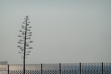 Single tree near fence and calm ocean against sky
