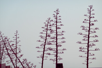 Leafless branches of trees under clear sky