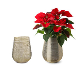 Stylish vase full of beautiful poinsettia flowers and empty one on white background. Collage design