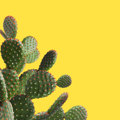 Beautiful green cactus plant on yellow background, space for text