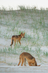 two wild dingo dogs playing on the beach, digging holes and looking into camera on Fraser island, Australia