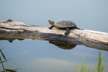 The red-eared turtle (red-eared slider or red-eared terrapin (Trachemys scripta elegans)) sits on a...