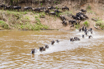Wildebeests (Connochaetes) crossing Mara river at the Serengeti national park, Tanzania. Great...