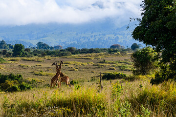 Couple of giraffes (camelopardalis) near the Ngorongoro crater. Ngorongoro conservation area, Tanzania