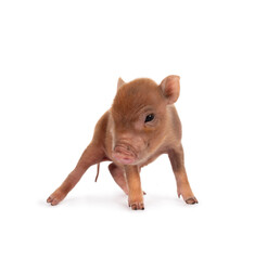 Mini pig standing a little unstable on a white background