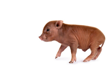 Mini pig walking towards the left on a white background