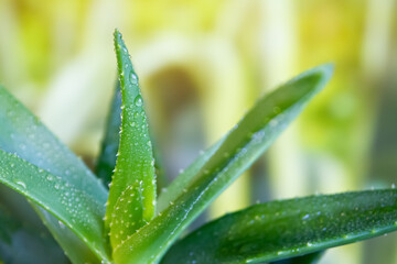 Fototapeta na wymiar Green fresh aloe vera, close-up.