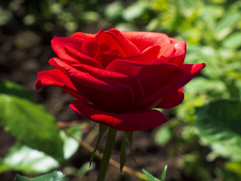 A close-up photo of a red rose flower