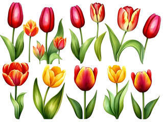 Bunch of tulips flowers on transparent background, AI generated