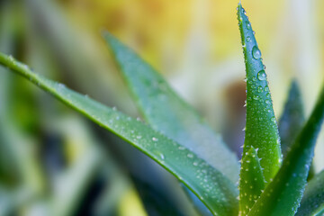 Green fresh aloe vera, close-up.