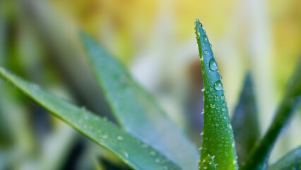 Green fresh aloe vera, close-up.