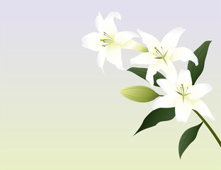 白いユリの花の背景イラスト素材 ベクター  冠婚葬祭