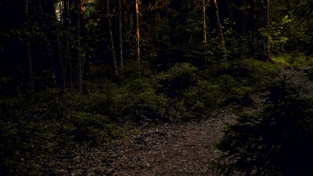 Dark forest trail at sunset. A dramatic dark forest in motion. Selective soft focus