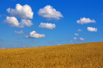Getreidefeld unter blauem Himmel mit Wolken