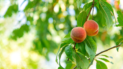 Ripe peaches hanging on the branches of the tree. Fruit tree with fruits with a garden. Seasonal harvest.	