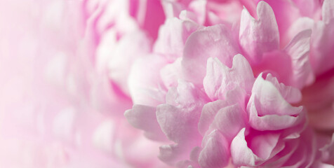 Pink peony flowers in bloom as floral art background, wedding decor and luxury branding design