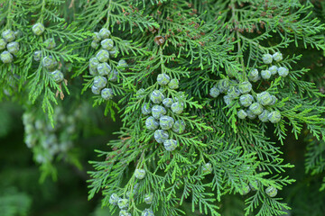 A green branch of Lawson's cypress blooming in the summer garden