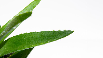Fototapeta na wymiar Green fresh aloe vera, close-up. On a white background.