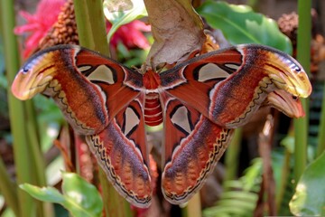 butterfly on a flower