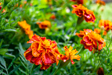 Fine wild growing flower marigold calendula on background meadow