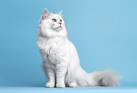 Angora white fluffy cat on a blue background with copy space.