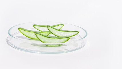 Fresh aloe leaf and sliced aloe slices in a Petri dish. On a white background