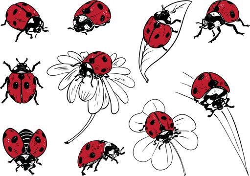Sketch style ladybug set illustration black lineart red fill isolated on white background