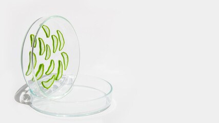 Fresh aloe leaf and sliced aloe slices in a Petri dish. On a white background