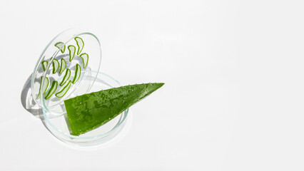 Fresh aloe leaf and sliced aloe slices in Petri dishes still life. On a white background