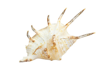 beautiful seashell sea, shell, conch, isolated from the background