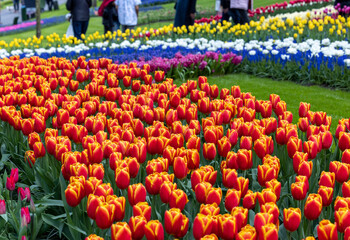 Colorful flowers in the Keukenhof Garden in Lisse, Holland, Netherlands.