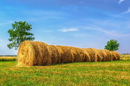Haystacks on the green field. Straw bales drying on a green grass in summer season, with trees at background.
