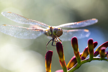 dragonfly on flower