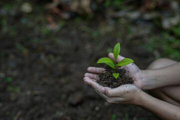 Hands of the farmer are planting the seedlings into the soil