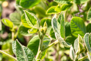 Fresh green soy plants on the field in spring. Rows of young soybean plants 