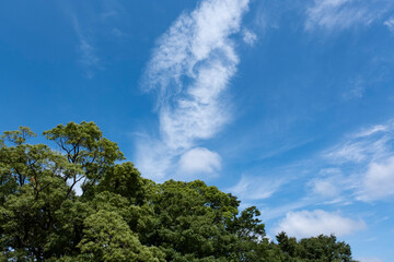 Fototapeta na wymiar 夏、梅雨明け、さわやかな晴天の青空と折り重なったふわふわの積乱雲、新緑の森林、山の木々の背景　夏休み・天気・アウトドア・旅行・バカンスのイメージ