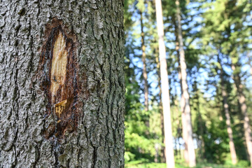 Belgique Wallonie Ardenne Ardennes bois foret saignée seve marquage