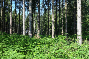 Fototapeta premium Belgique Wallonie Ardenne Ardennes bois foret sapin
