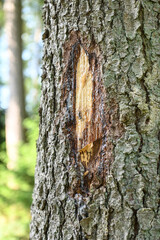 Belgique Wallonie Ardenne Ardennes bois foret saignée seve marquage