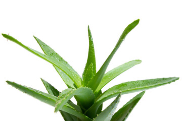 Green fresh aloe vera, close-up. Against a blank background. PNG