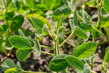 Fresh green soy plants on the field in spring. Rows of young soybean plants 