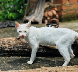 Naklejka na ściany i meble white cat on the roof
