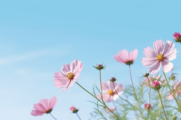 A field of pink cosmos flowers with a blue sky in the background. Generative AI.